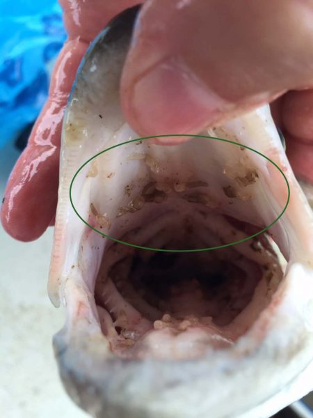 Una imagen de un pez con piojos branquiales; que se resaltan a través de un círculo verde