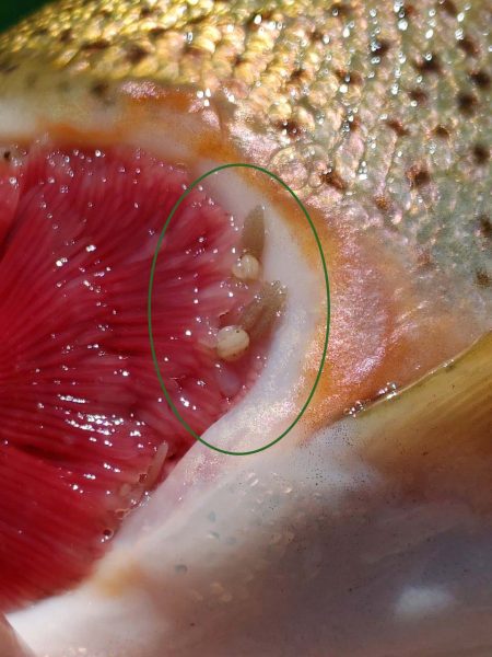 Una imagen de un pez con piojos branquiales una vez más resaltada con un óvalo verde