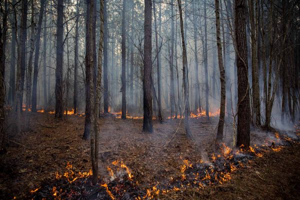Quema prescrita en Big Woods WMA con maleza destruida e incendio visible en el suelo del bosque
