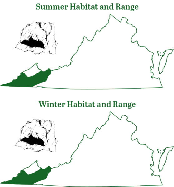 El murciélago gris se encuentra en las regiones más occidentales del estado, en la provincia de los Apalaches