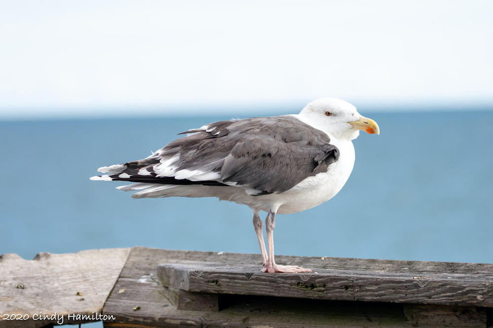 Una imagen de una gran gaviota de lomo negro, que es un gran pájaro blanco con un pico amarillo y alas de color gris oscuro; Este está de pie sobre una barandilla de madera.