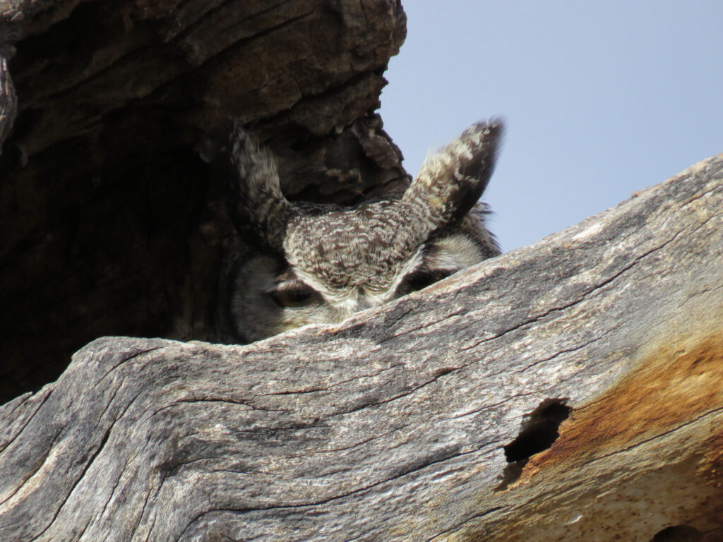 Una imagen de un gran búho asomándose por encima de una rama de madera en un árbol hueco