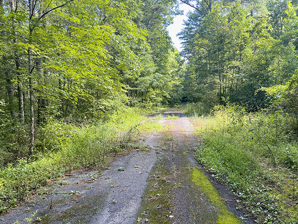 Las especies tímidas, como los towhees orientales, se pueden encontrar en el hábitat sucesional temprano reclamando las carreteras que aún no se han restaurado. Crédito de la foto: Lisa Mease 