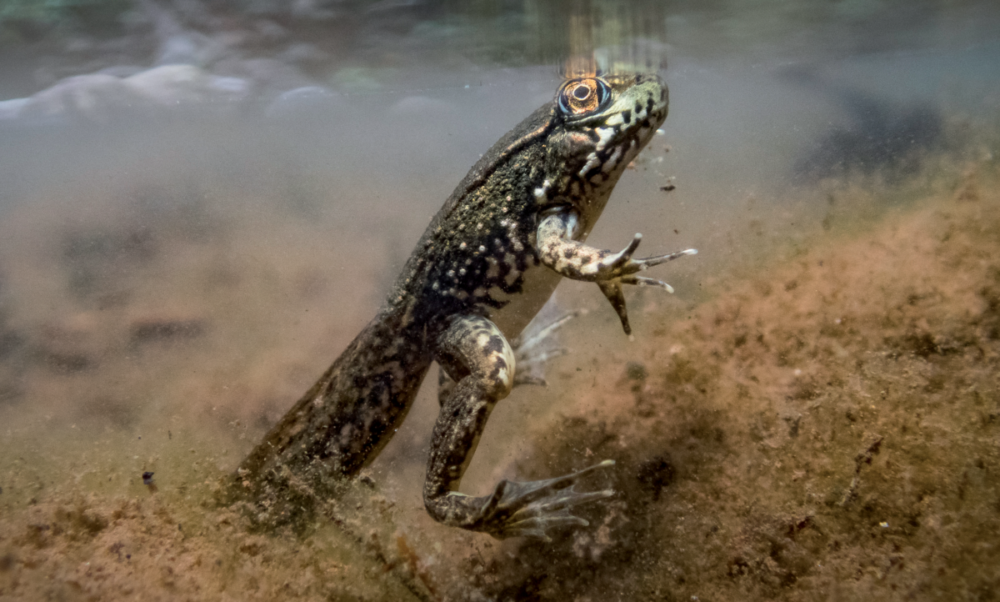 Renacuajo de rana verde en metamorfosis en el río