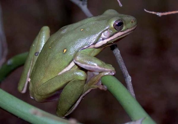 Una imagen de la Rana Arborícola Verde