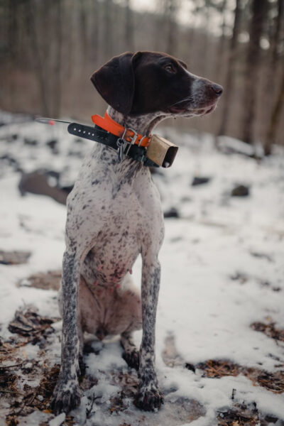 Una imagen de una setter irlandesa llamada Annie en el campo en un día nevado