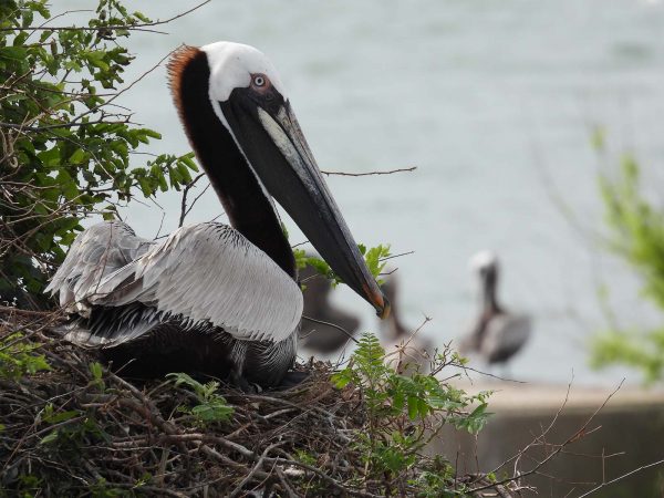 Una imagen de un pelícano marrón en la playa incubando sus huevos; Estos bidones son de color marrón con el dorso gris y la cabeza blanca y el gran pico gris.