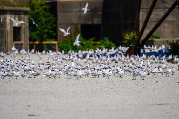 Una imagen de una multitud de gaviotas frente a una estructura metálica en una playa