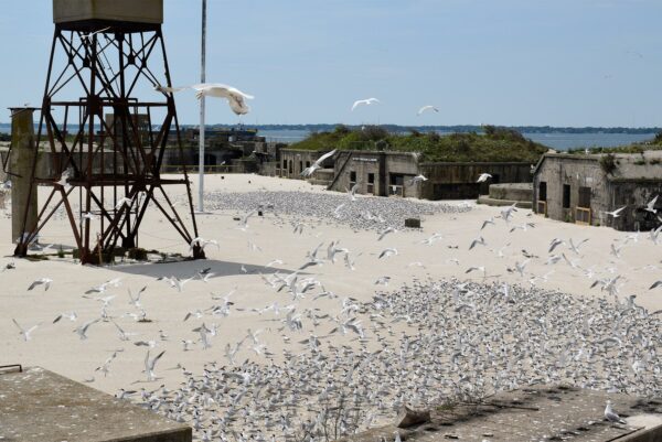 Una imagen de una antigua torre de agua de metal con una gran cantidad de aves acuáticas a su alrededor