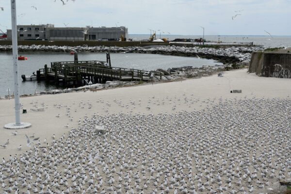 Una imagen de un viejo muelle de madera cerca de la ciudad de hormigón en la playa