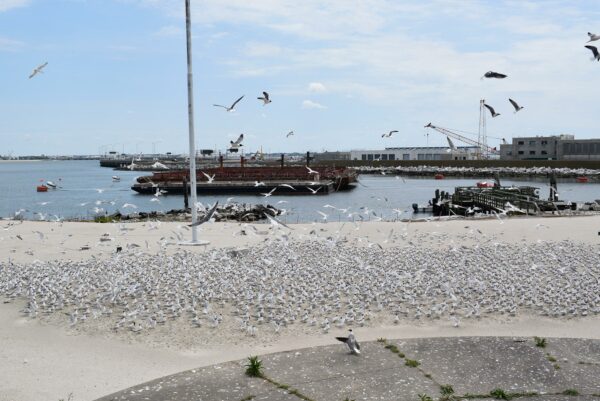 Una imagen del muelle de madera desde el otro extremo de la playa; Tomada desde lo alto de uno de los edificios de hormigón