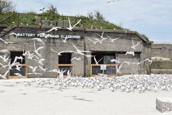 Una imagen de un edificio de hormigón bloqueado con límites naranjas frente a las puertas y una multitud de aves marinas frente a él.
