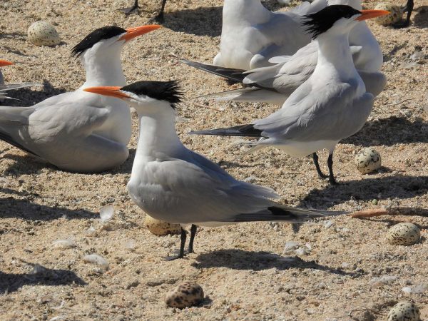 Una imagen de una colonia de charranes reales en la playa con sus huevos; Estas aves son grandes y blancas con alas y dorso grises, y pico anaranjado, y un gorro negro con plumaje puntiagudo en la espalda