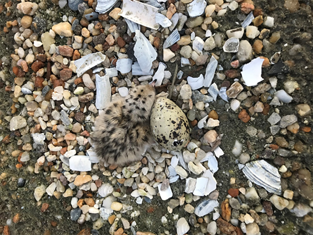 Polluelo de charrán común y huevo desde lo alto de una de las barcazas