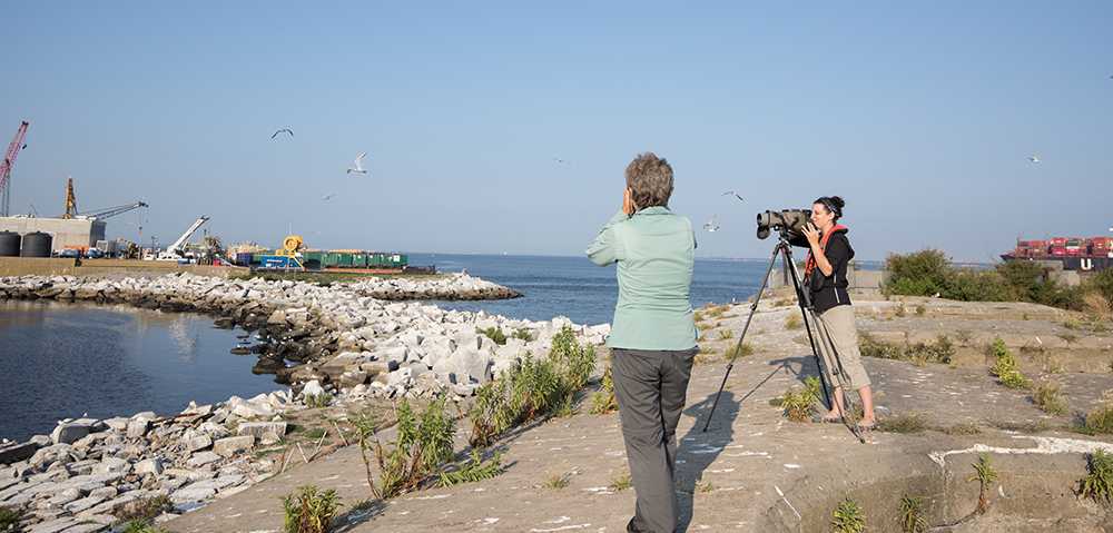 Dos observadores de aves monitoreando la actividad de anidación de aves marinas en las barcazas