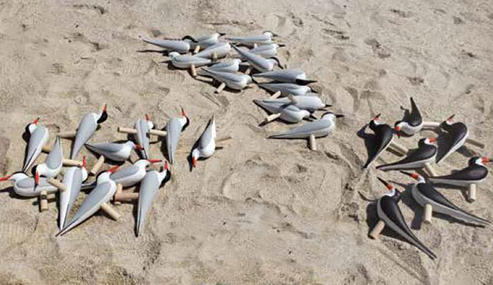 Charrán común, charrán pico de gaviota y señuelos de rayador negro; Listo para su colocación en el hábitat recién creado.