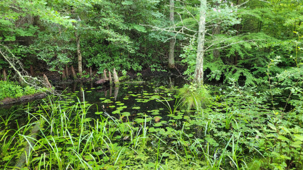 Componentes típicos del hábitat requeridos por el pez luna de banda negra.