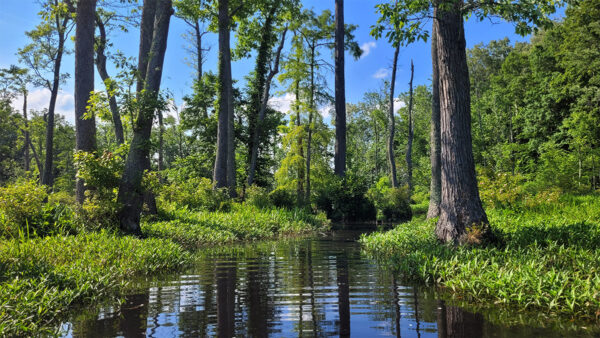 Un sistema de llanura costera de baja pendiente con características de hábitat que sustentan el pez luna de manchas azules.