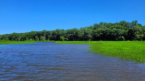 Hábitat de la cabeza de serpiente del norte: área de aguas de marea con árboles en el horizonte y plantas verdes como hierba que crecen más cerca de la costa.