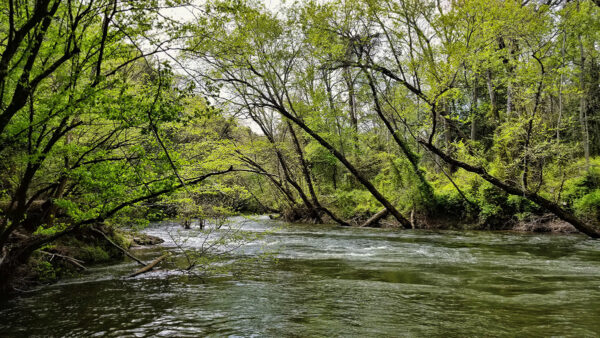 Un río de tamaño mediano donde se puede encontrar la lubina de boca pequeña.