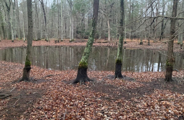 Hábitat de reproducción de la salamandra tigre oriental. Foto de ©J.D. Kleopfer - Herpetólogo estatal - DWR