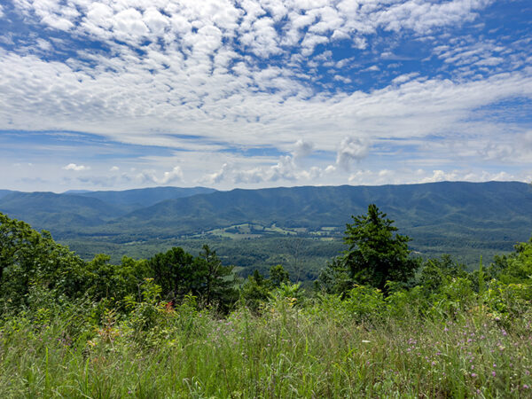 Una vista panorámica de montañas verdes bajo un cielo azul brillante lleno de nubes blancas esponjosas. En primer plano, la hierba alta y las flores silvestres agregan color al paisaje, mientras que las montañas distantes crean un telón de fondo sereno.