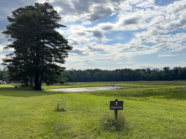 Busque chorlitos y playeros alrededor de los estanques de cría en el camino hacia el bosque. Crédito de la foto: Lisa Mease
