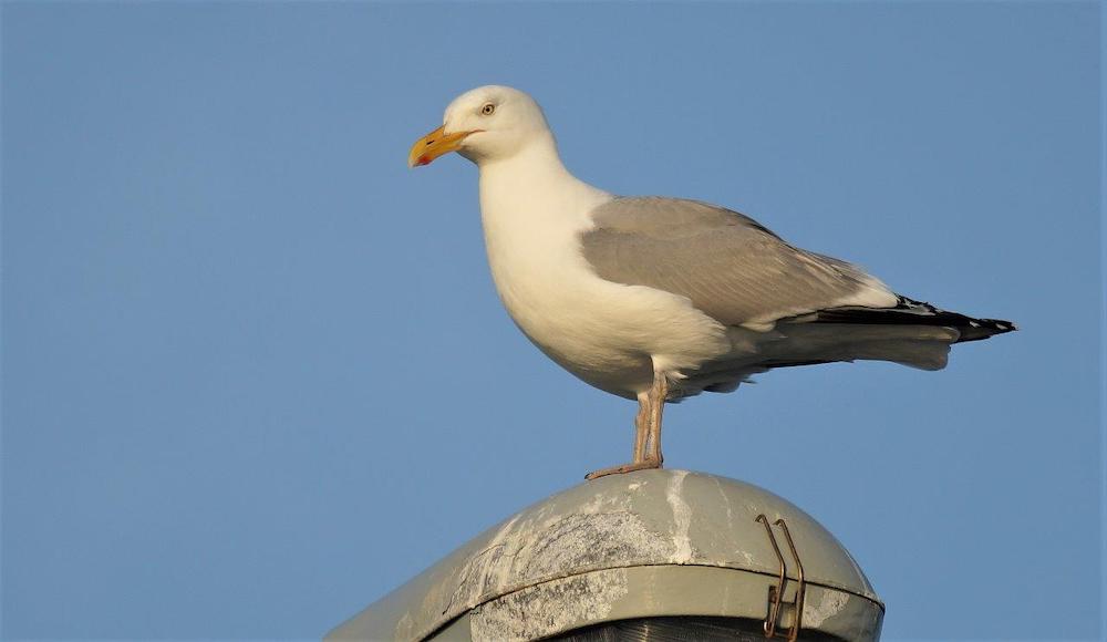 Una imagen de una gaviota argéntea, un gran pájaro blanco con pico amarillo y alas grises