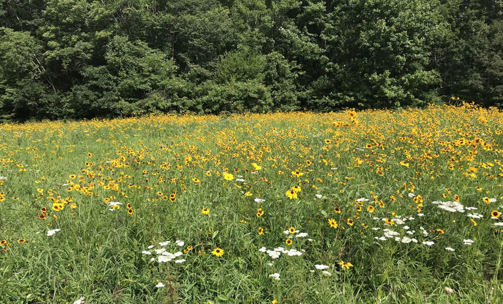La parcela de polinizadores de vida silvestre adulta llena de flores amarillas y blancas