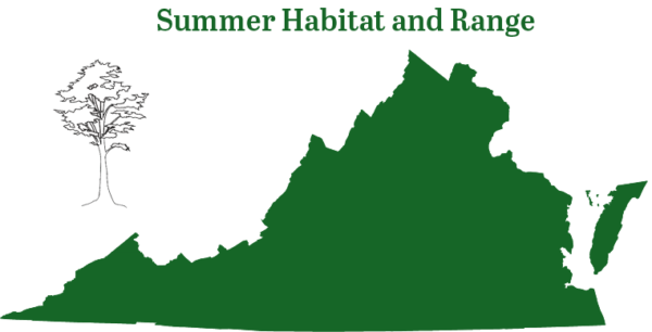 El murciélago canoso se encuentra en todo Virginia