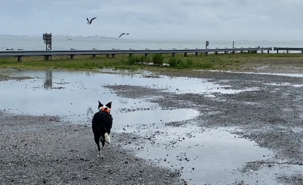 Flyaway Bett trabajando duro en el HRBT North Island