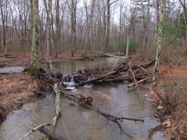 Un arroyo boscoso de movimiento lento en un bosque caducifolio; Este es un excelente ejemplo del hábitat de una tortuga de bosque