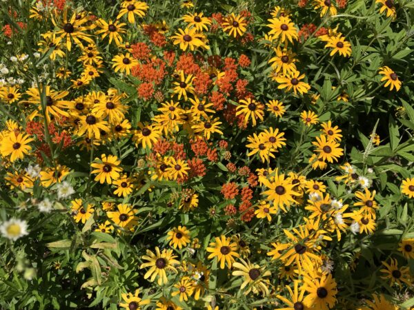 Una imagen de una variedad de flores en un jardín de polinizadores; A menudo son amarillos y naranjas, ya que esos colores son los favoritos de las abejas