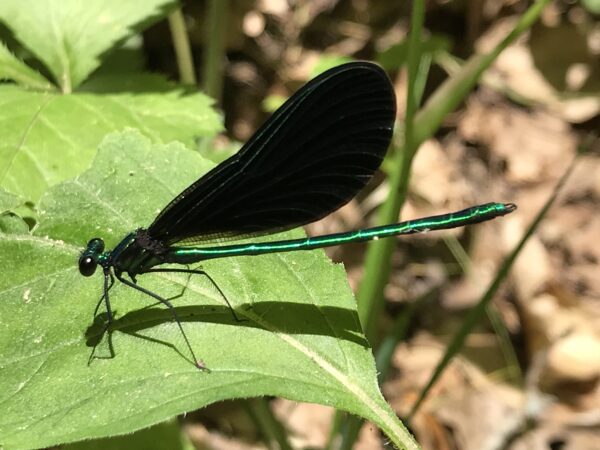 Una imagen de un caballito del diablo con alas de joya de ébano; un insecto negro parecido a una libélula con una raya verde a lo largo del abdomen y la cabeza