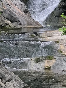 Una imagen de una gran garza azul pescando en las aguas de Natural bridge