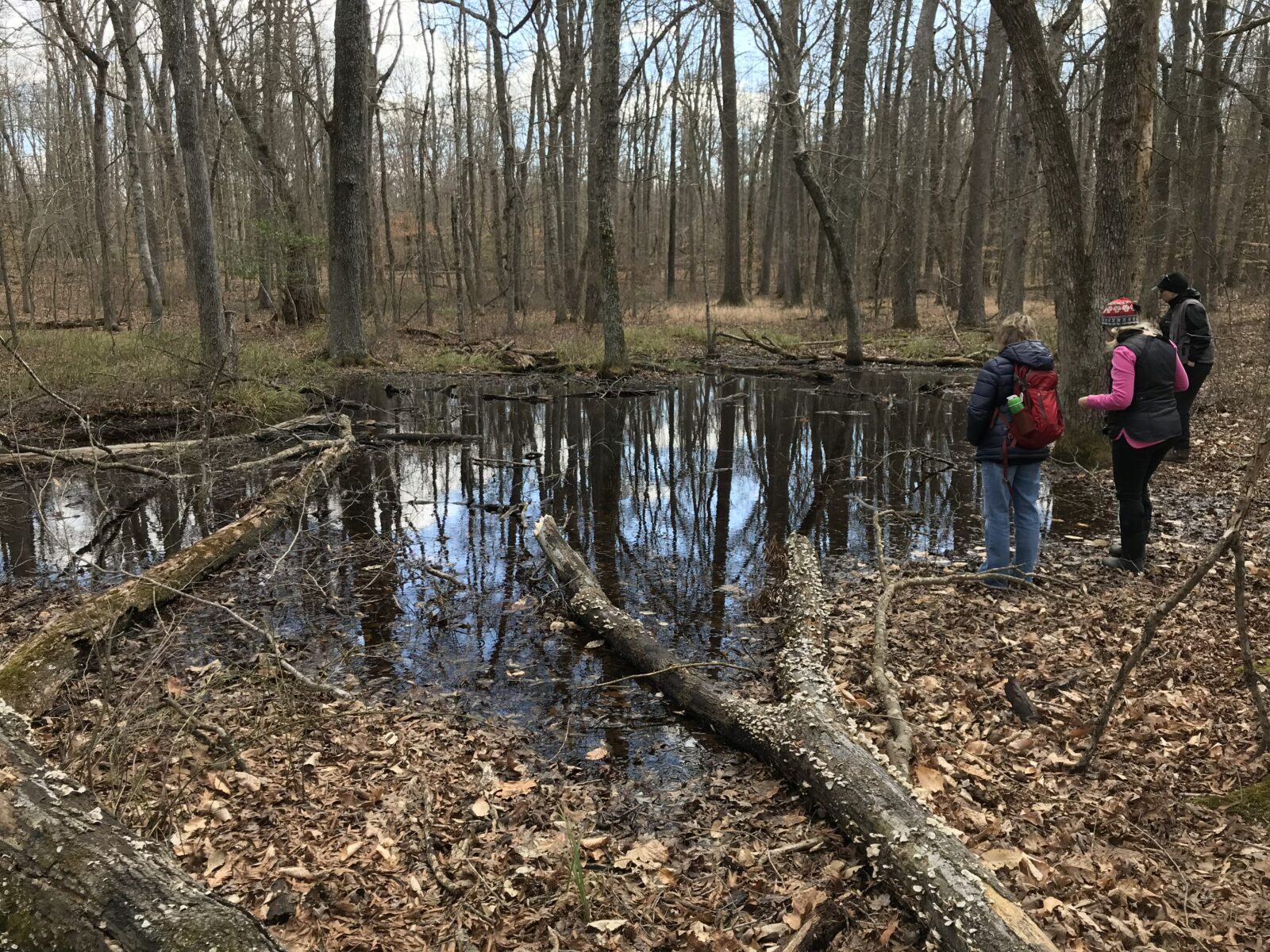 Un grupo de personas de pie alrededor de un estanque vernal en un bosque de madera dura; Las piscinas vernales parecen charcos realmente grandes, solo que un poco más grandes.