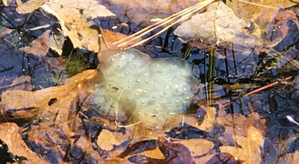 Una masa de huevos de color verde lechoso para salamandras manchadas en un estanque vernal