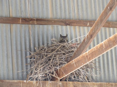 Imagen de un gran búho anidando en las vigas de un edificio