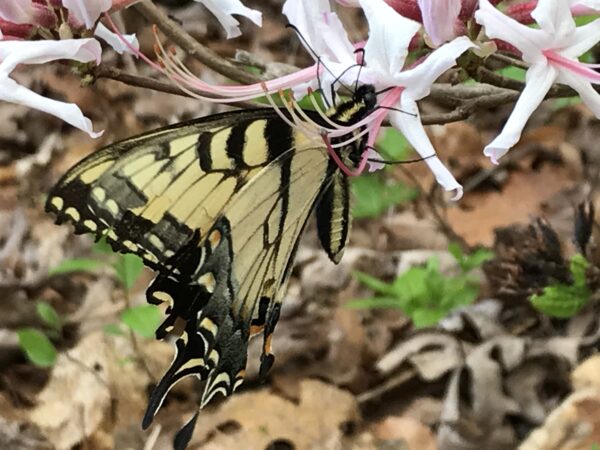 Una imagen de una cola de golondrina tigre oriental comiendo néctar de una azalea de flor de pinxter