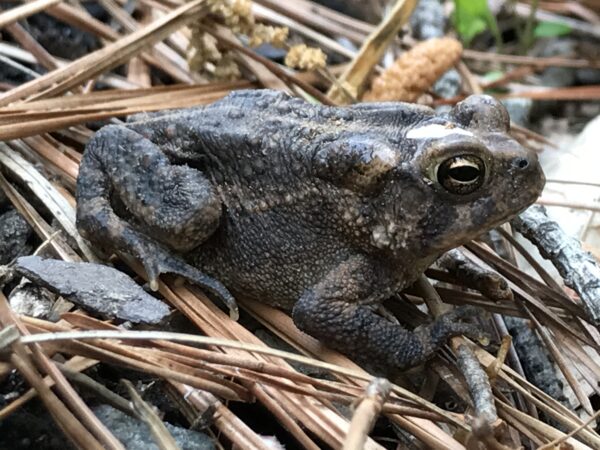 Una imagen de un sapo sobre unas agujas de pino; Muchos animales habitan dentro de los confines de un jardín de lluvia.