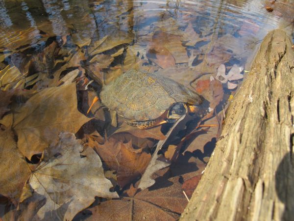 Una imagen de una tortuga de bosque adulta bajo el agua; A menudo buscan comida en los ríos y lagos.