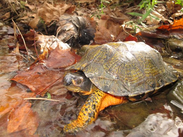Una imagen de una tortuga de bosque adulta en un arroyo cargada de hojas; La tortuga tiene un caparazón marrón con reflejos amarillos que permiten las líneas de crecimiento; Su cuerpo es de color naranja brillante con placas de color marrón negruzco donde sus escamas son más gruesas.