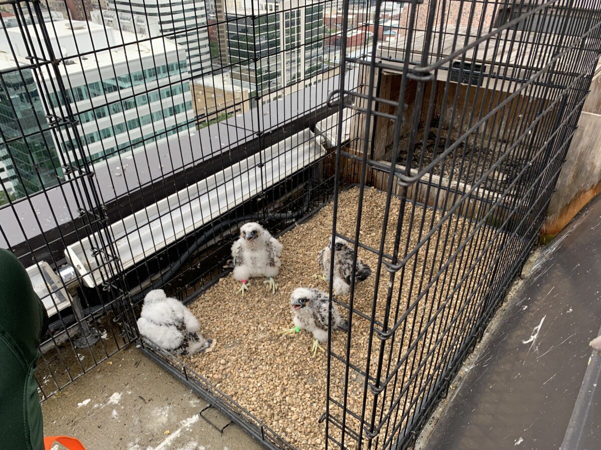 Los polluelos justo después de ser devueltos al sitio de anidación