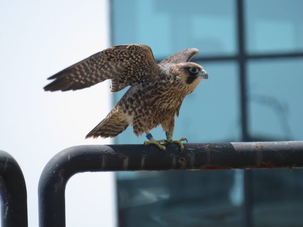 Macho juvenil con bandas visibles en las patas