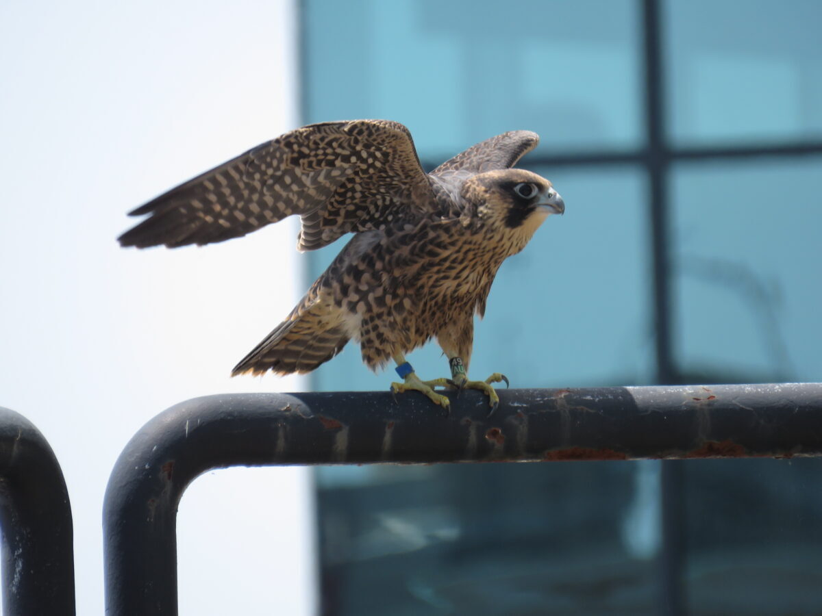 Azul posado en una barandilla en el patio del 14piso .