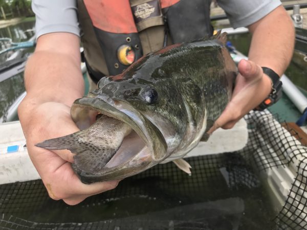 Una lubina de boca grande que se alimenta de una de las truchas almacenadas de DWR.