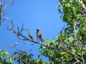 Una imagen de un macho de segundo año Blue Grosbeak en una rama