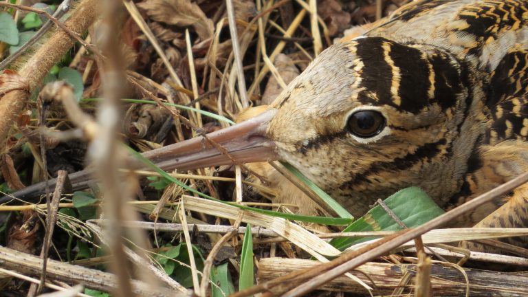  Becada Americana Hembra