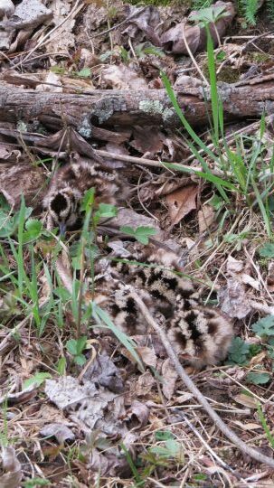 Imagen de tres polluelos de becada americana