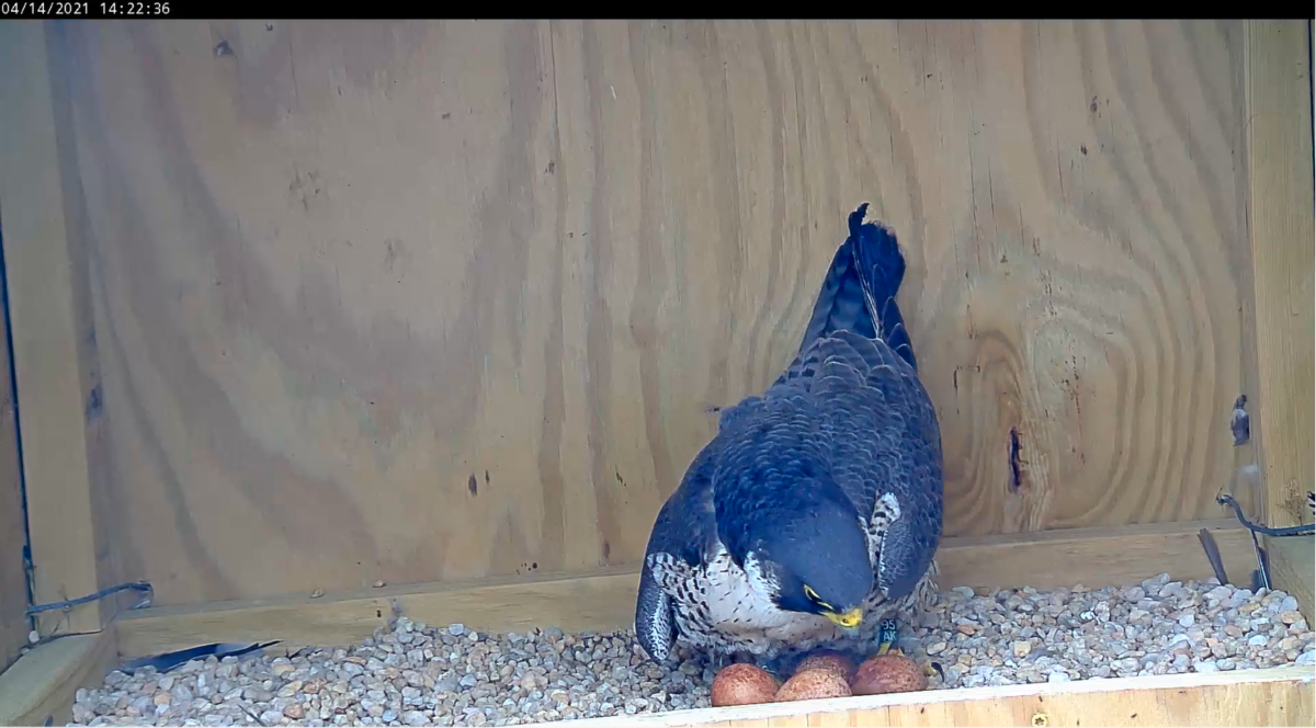Imagen de una hembra de halcón peregrino incubando sus huevos en una caja nido